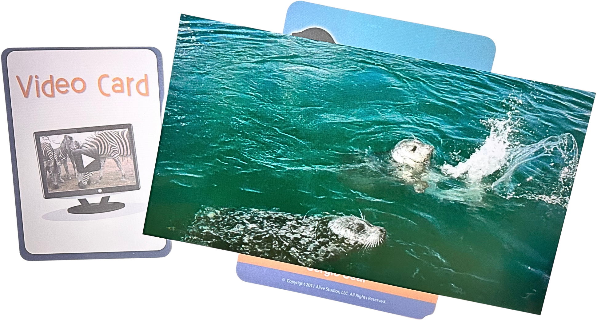 Seal Video Frame